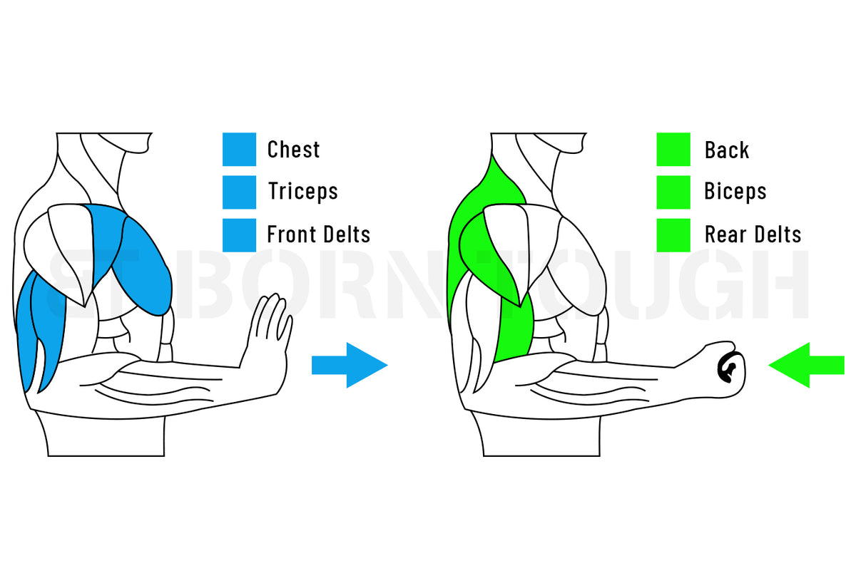 Push vs Pull Day What's The Difference? Born Tough